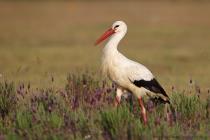 Storch